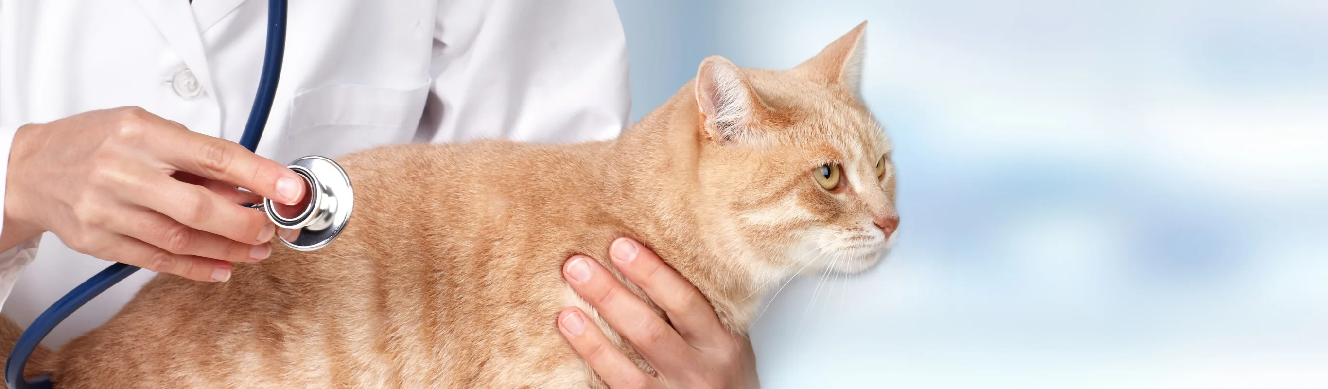 Cat being examined by vet with stethoscope
